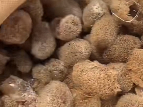 必赢亚洲的人为滋生技术