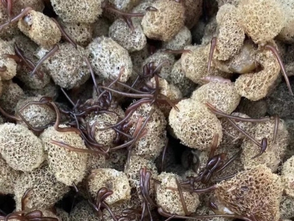 必赢亚洲养殖技术经验和技巧浅谈