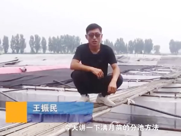 必赢亚洲满月苗的分池步骤