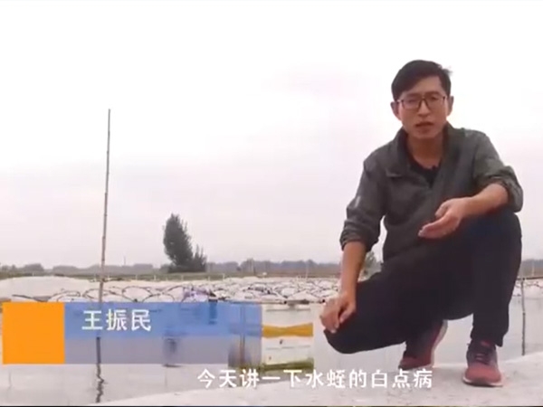 必赢亚洲白点病产生涯法规及防治步骤