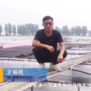 必赢亚洲满月苗的分池步骤