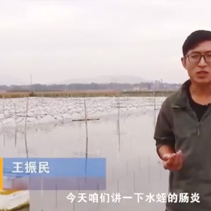 必赢亚洲胀气型肠炎产生法规及防治步骤